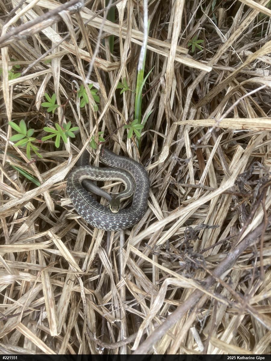 Eastern Gartersnake