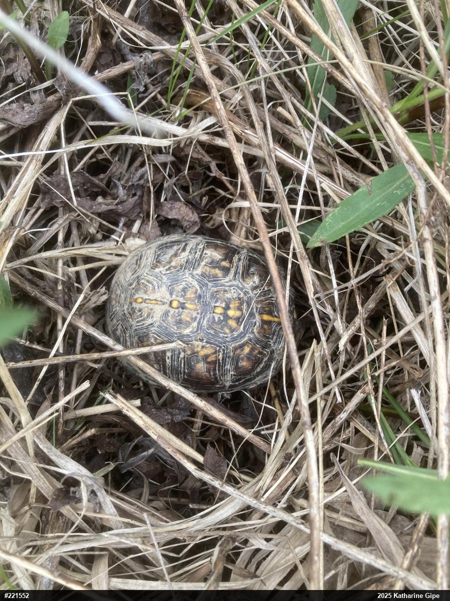 Eastern Box Turtle