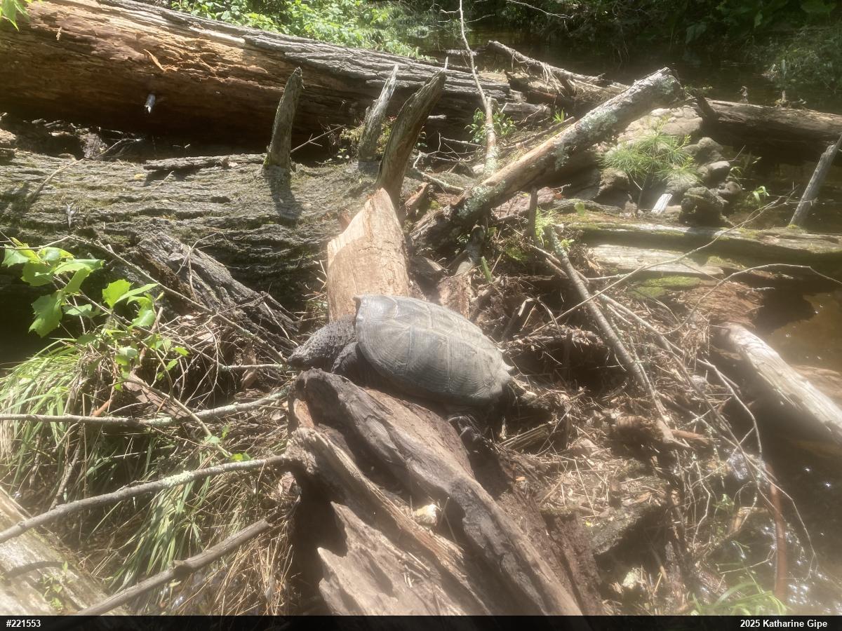 Snapping Turtle
