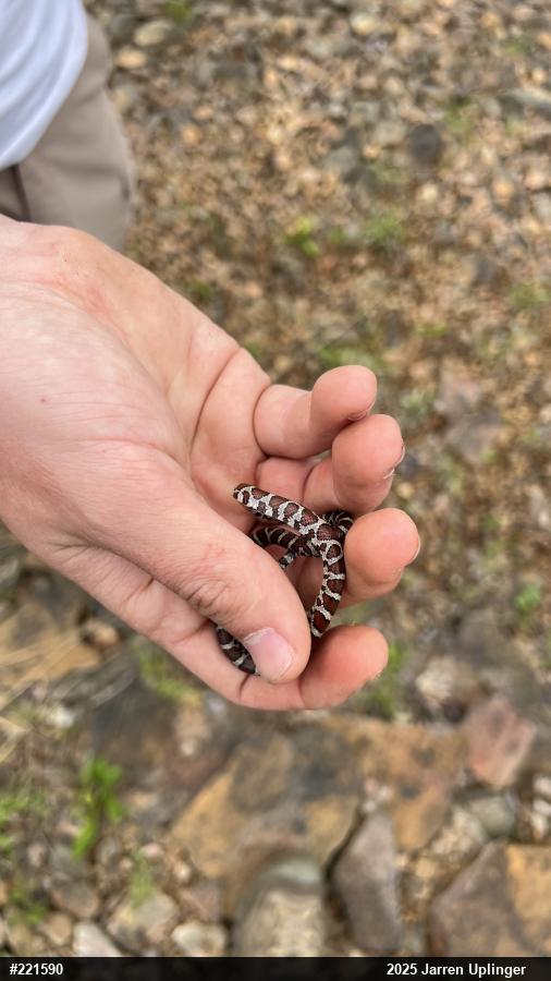 Eastern Milksnake