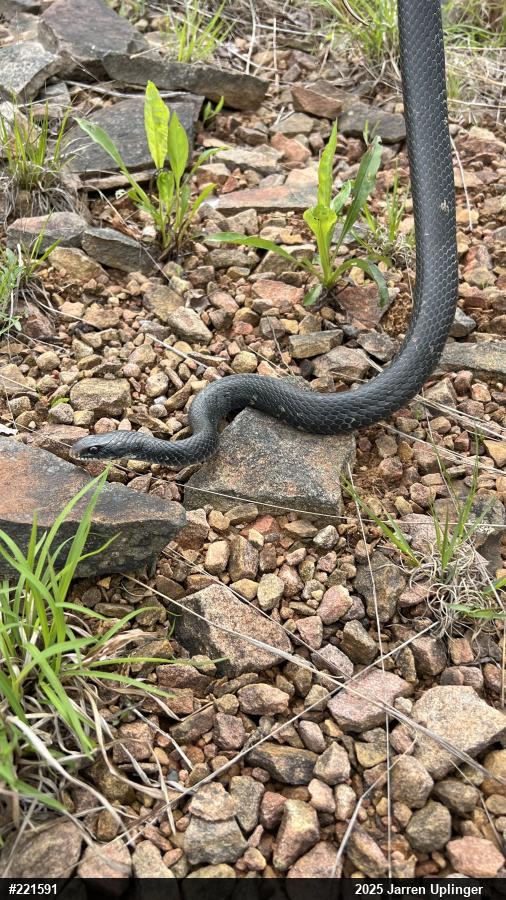 Northern Black Racer