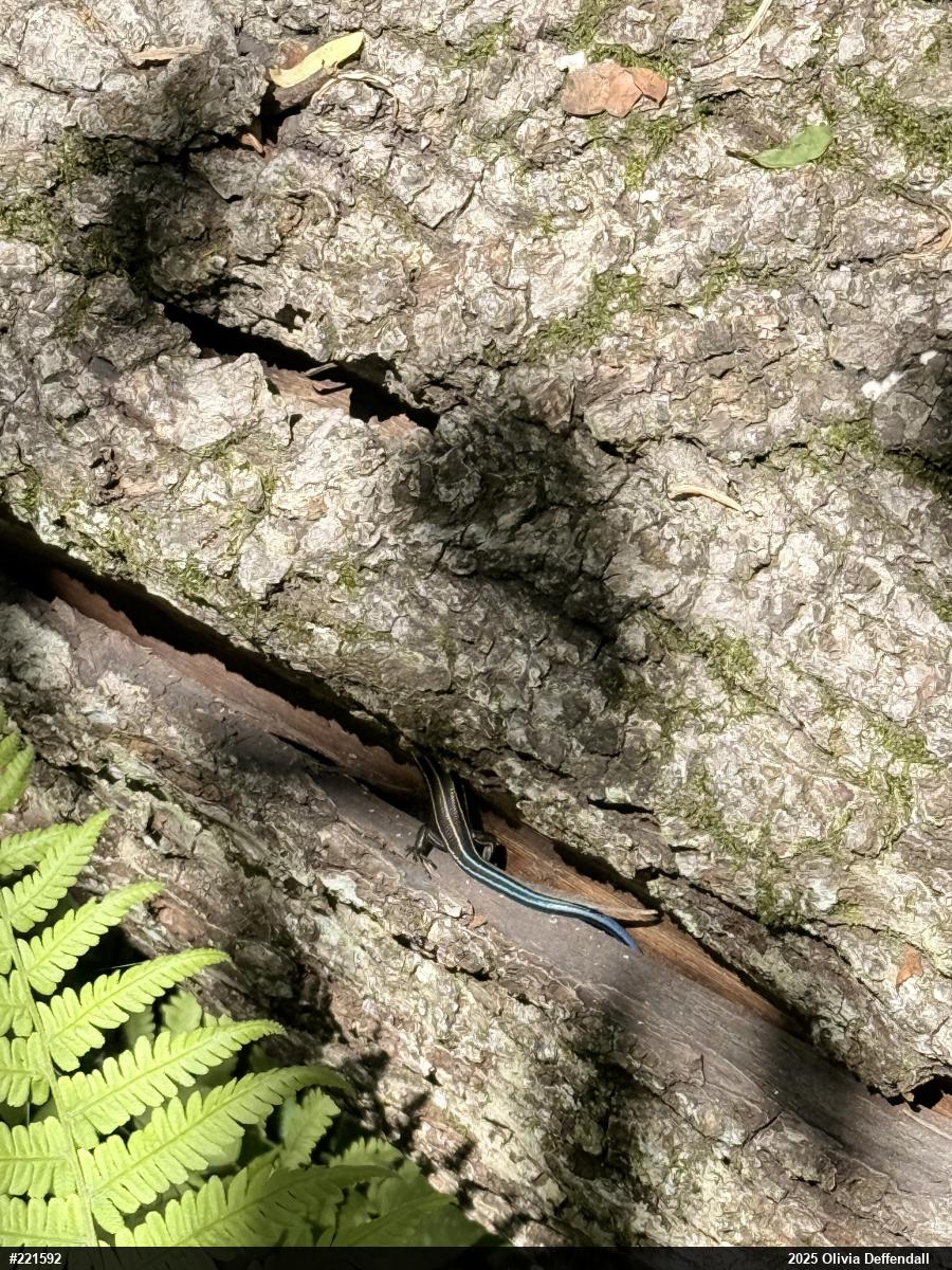 Skinks