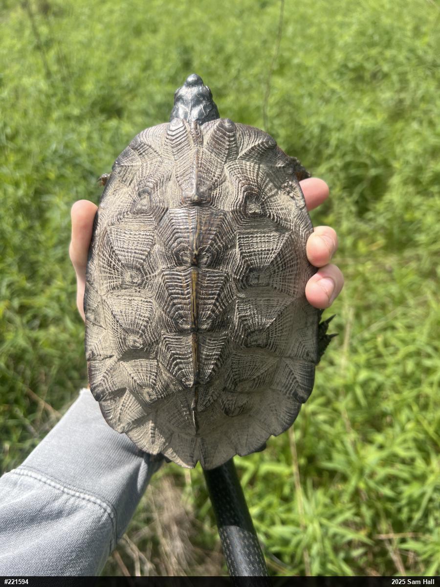 Wood Turtle