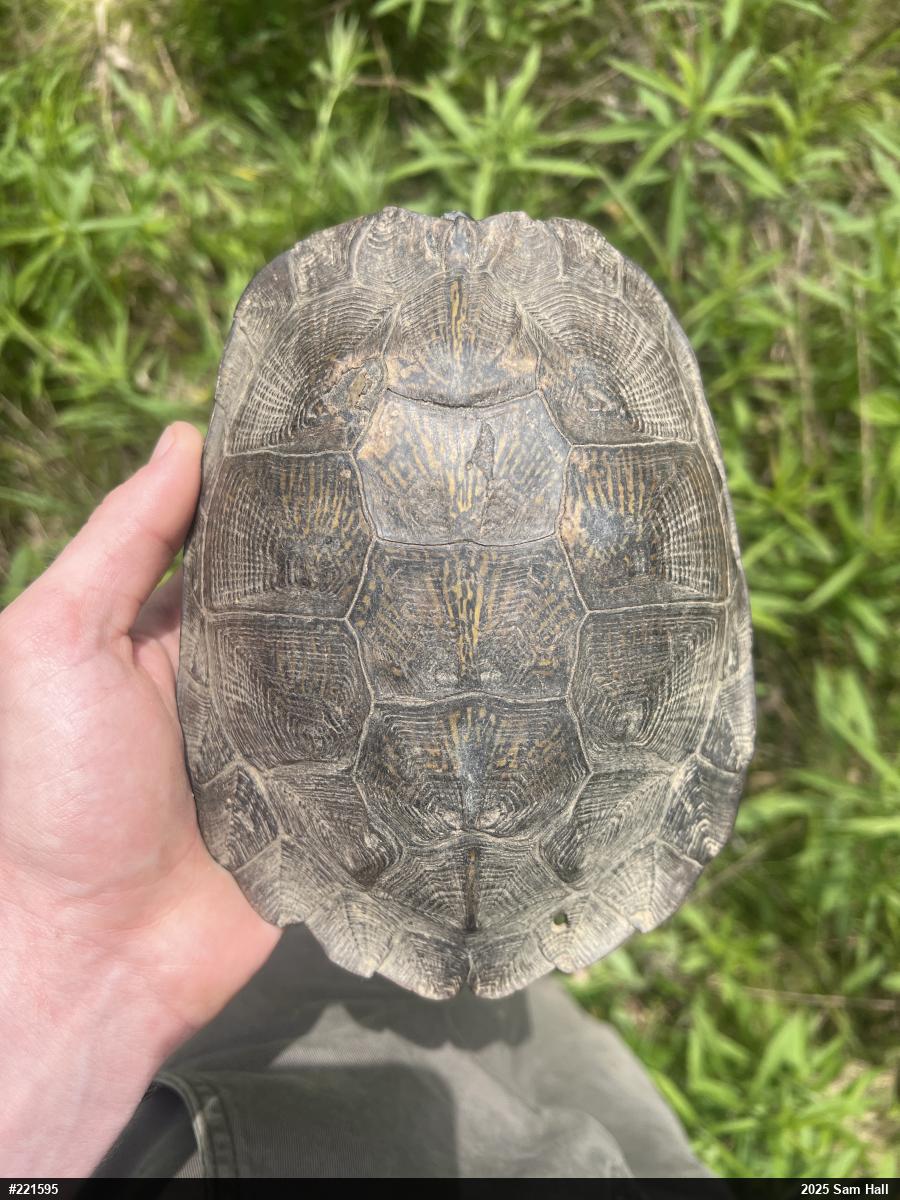 Wood Turtle