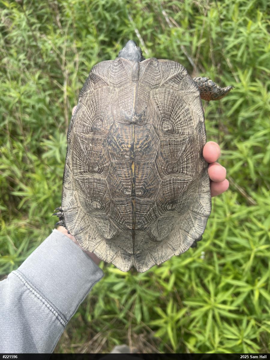 Wood Turtle