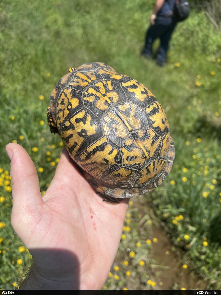 Eastern Box Turtle