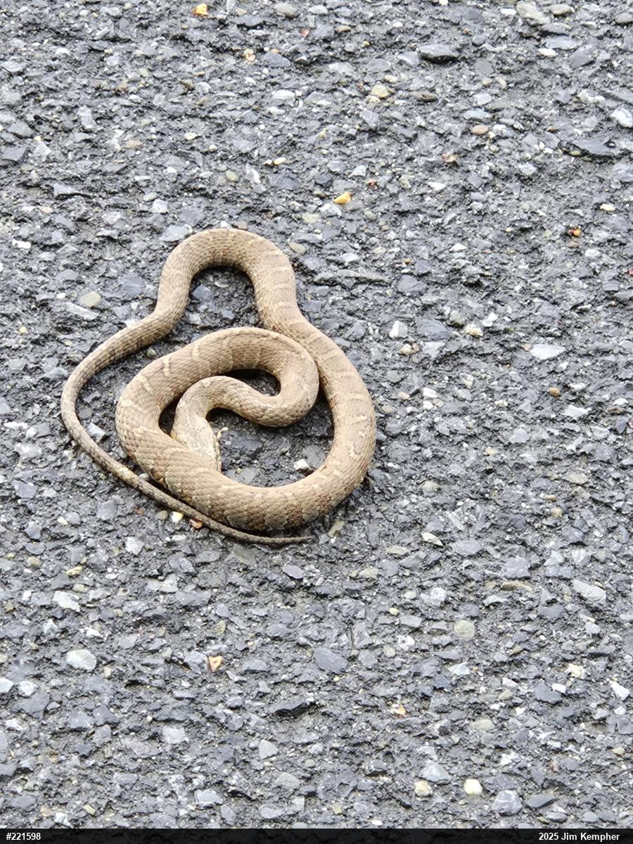 Northern Watersnake