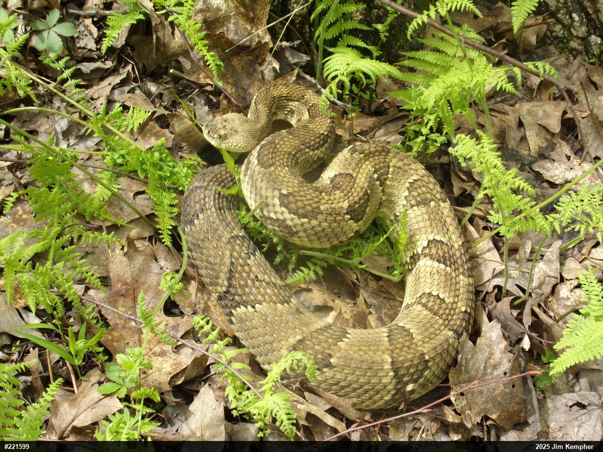 Timber Rattlesnake