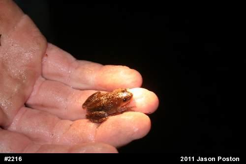 Spring Peeper