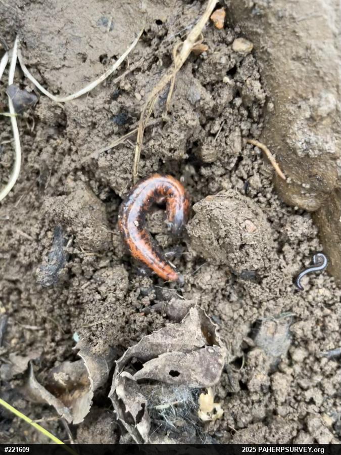 Eastern Red-backed  Salamander