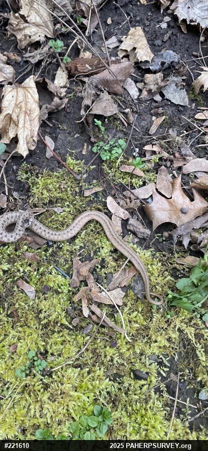 Dekay's Brownsnake