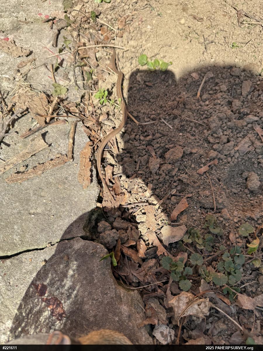 Dekay's Brownsnake