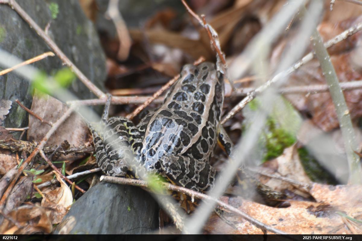 Pickerel Frog