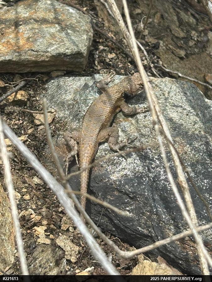 Eastern Fence Lizard