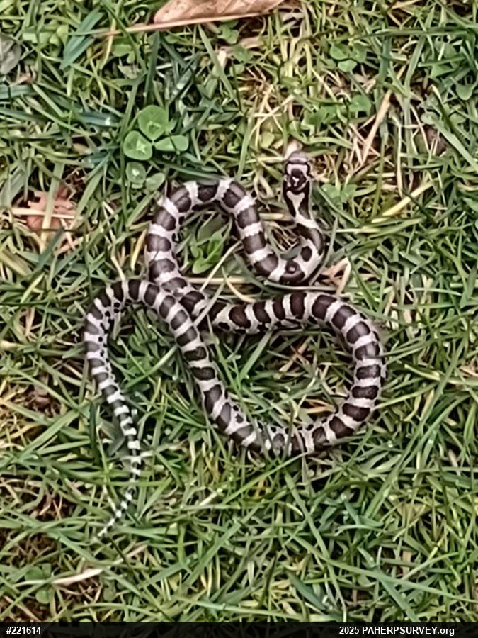 Eastern Milksnake