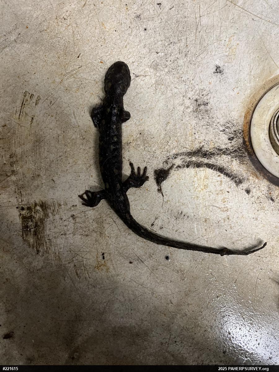 Spotted Salamander