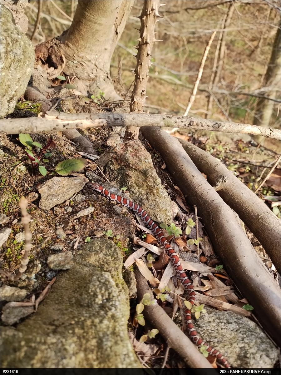 Eastern Milksnake