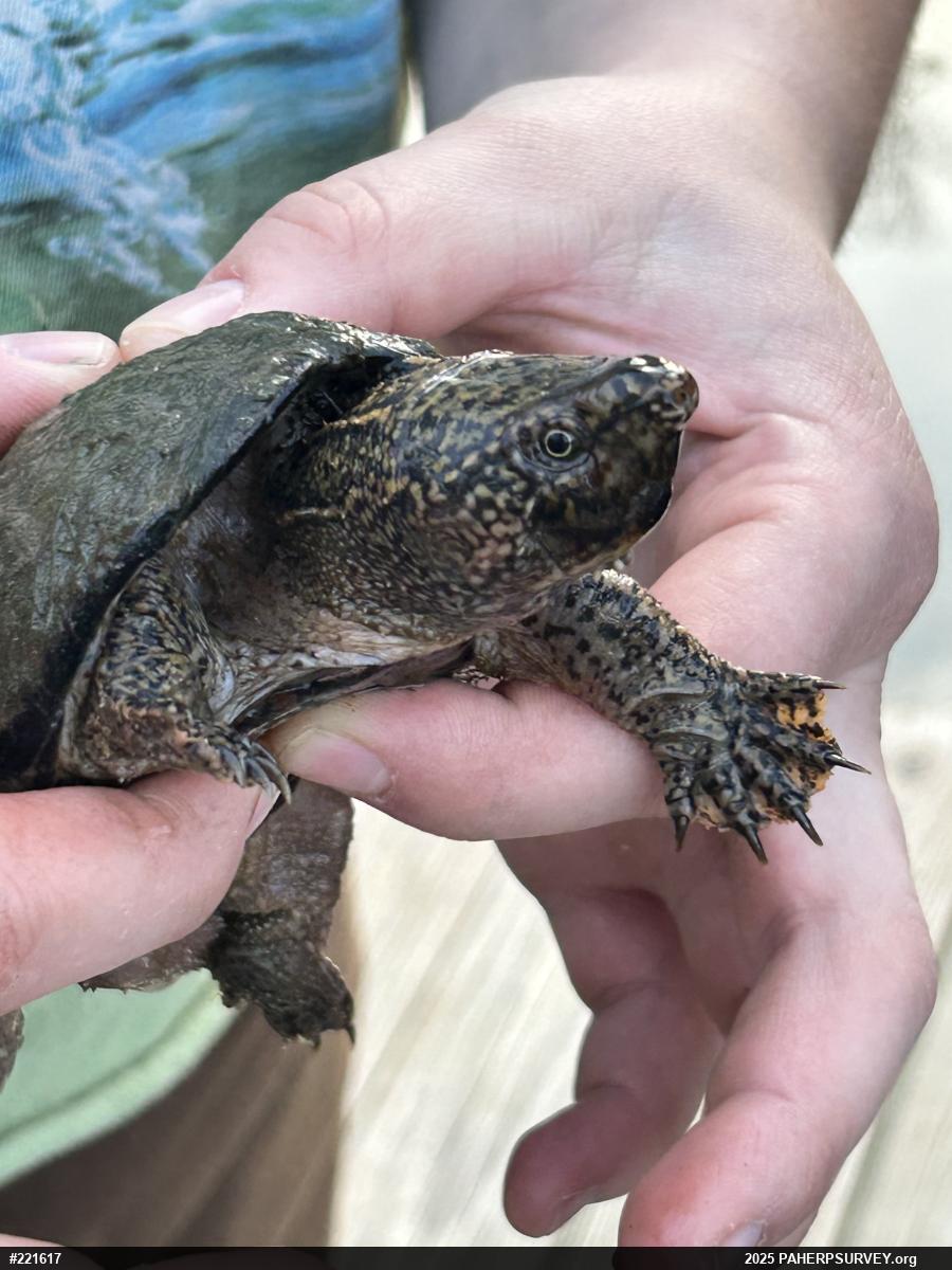 Eastern Musk Turtle