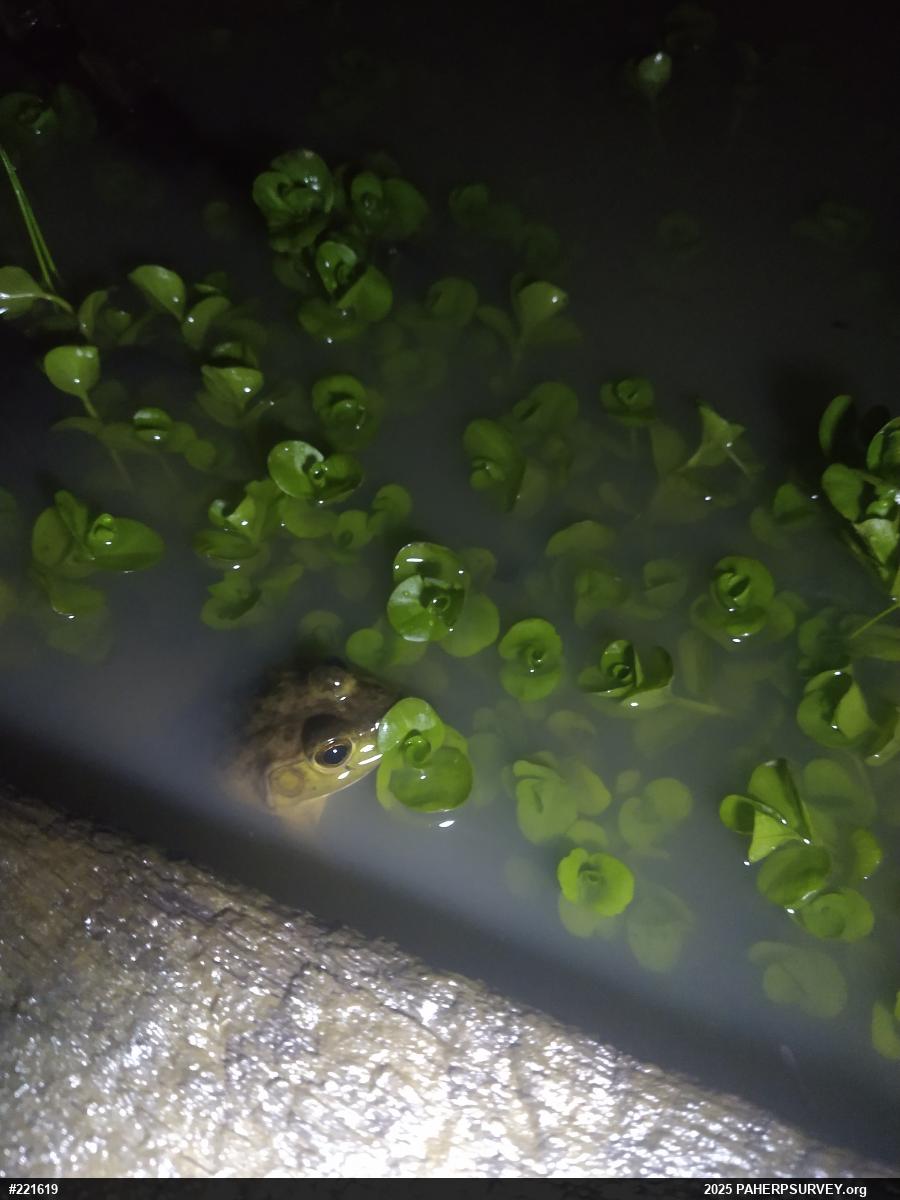 American Bullfrog