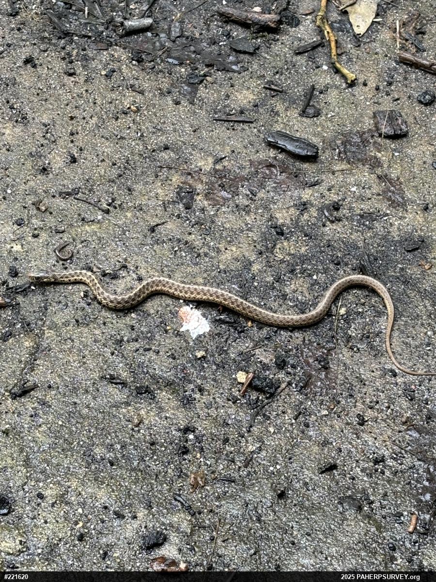 Eastern Gartersnake