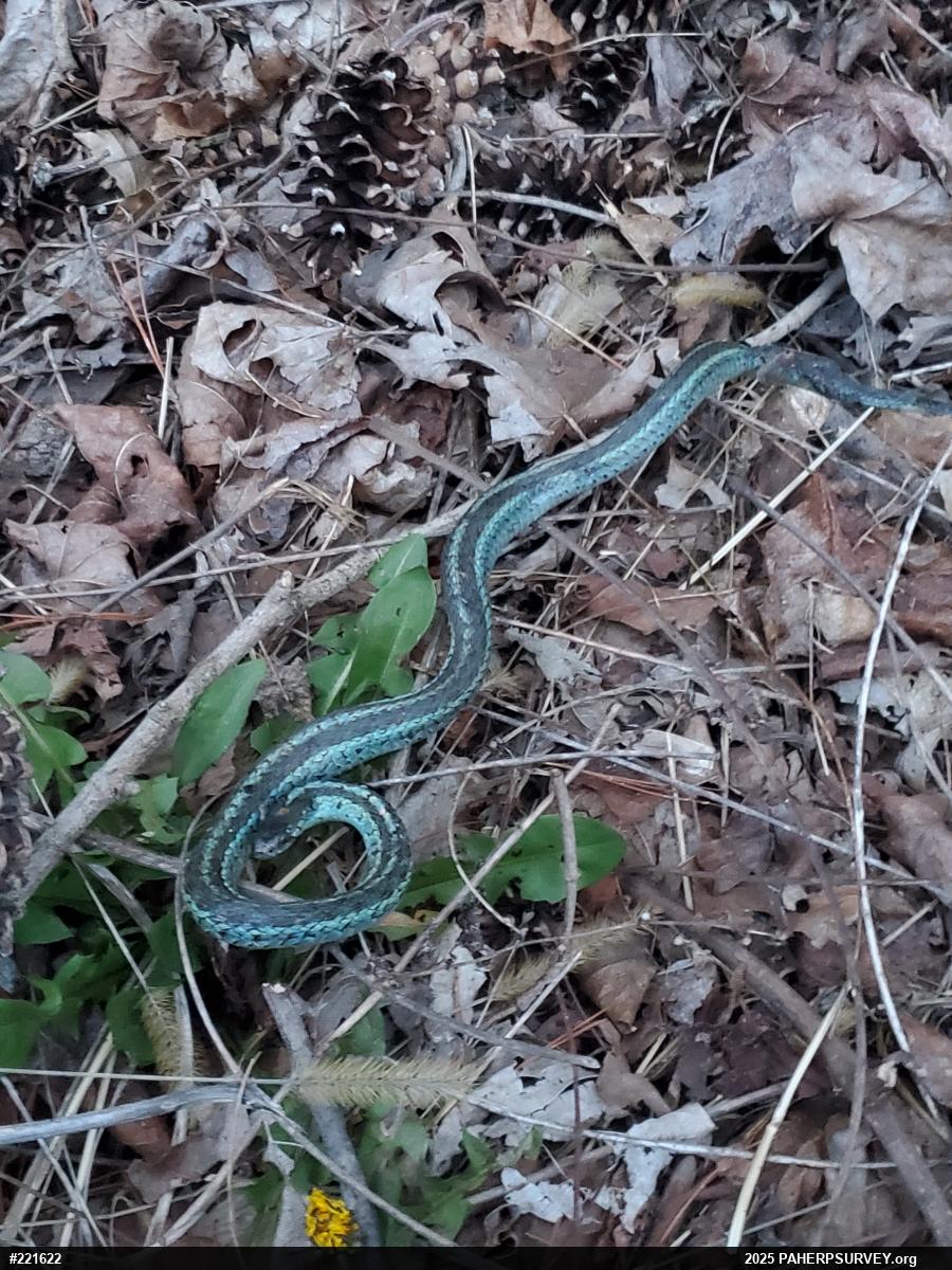 Eastern Gartersnake