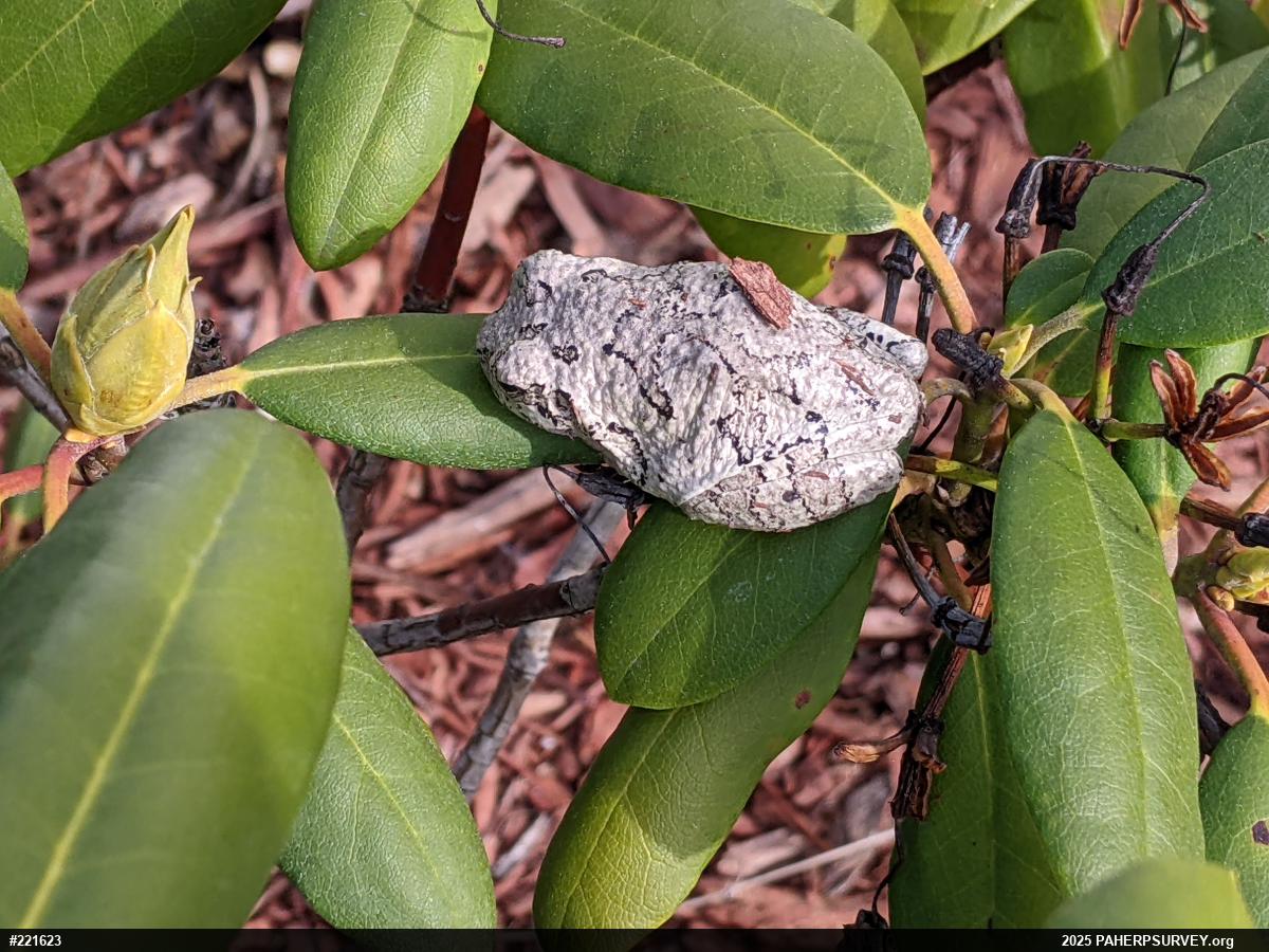 Unknown Gray Treefrog