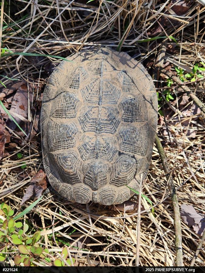 Wood Turtle