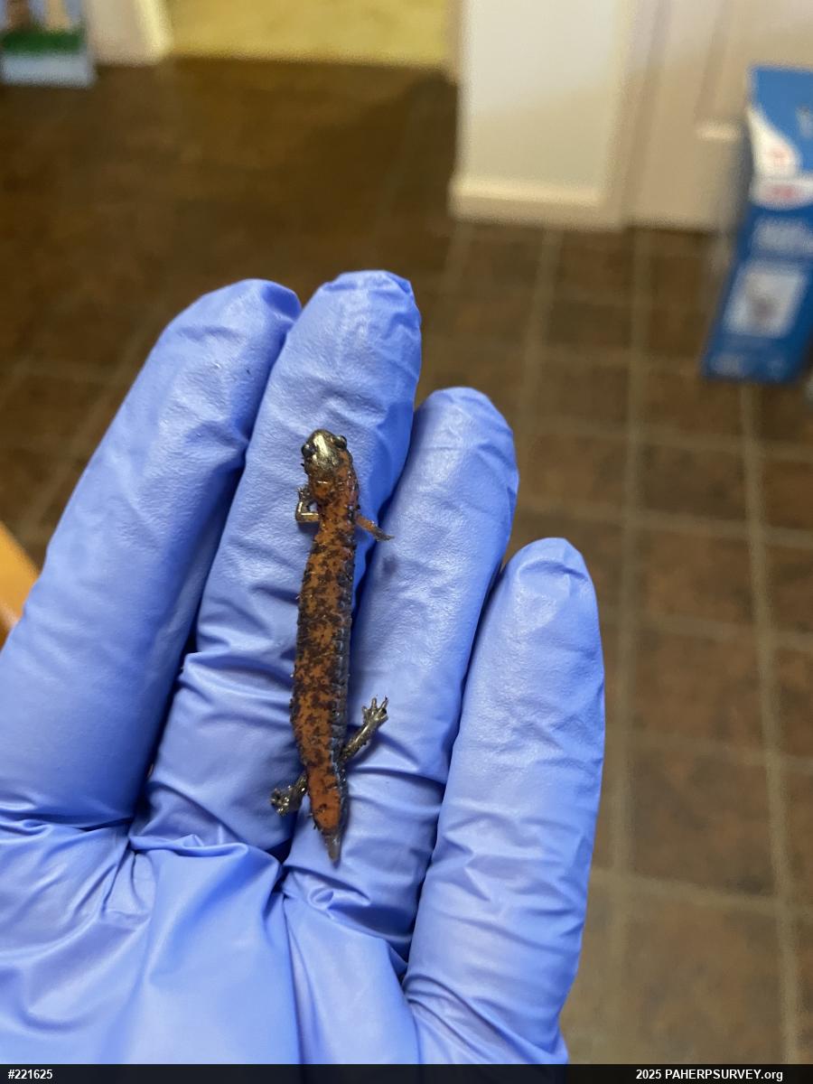 Eastern Red-backed  Salamander