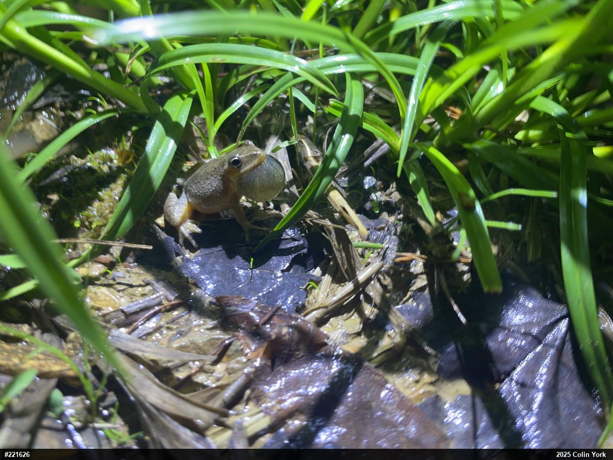 Spring Peeper