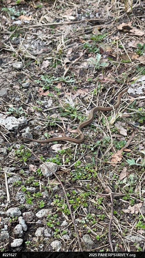 Shorthead Gartersnake