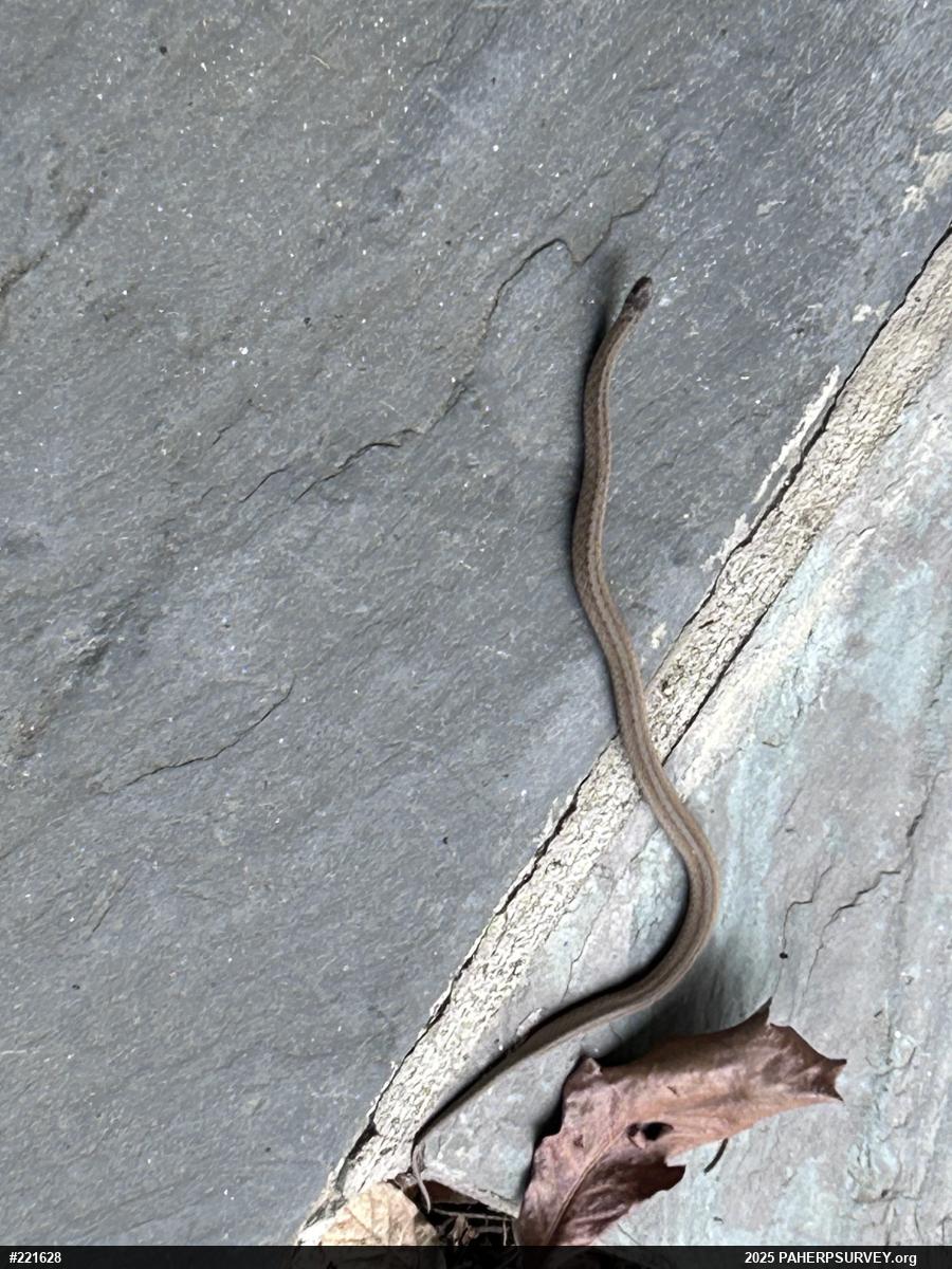 Dekay's Brownsnake