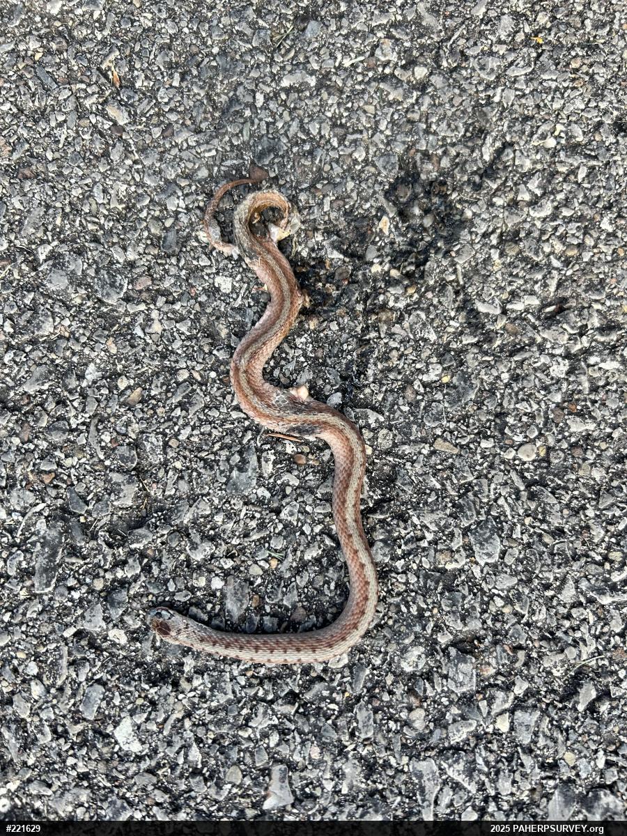 Dekay's Brownsnake