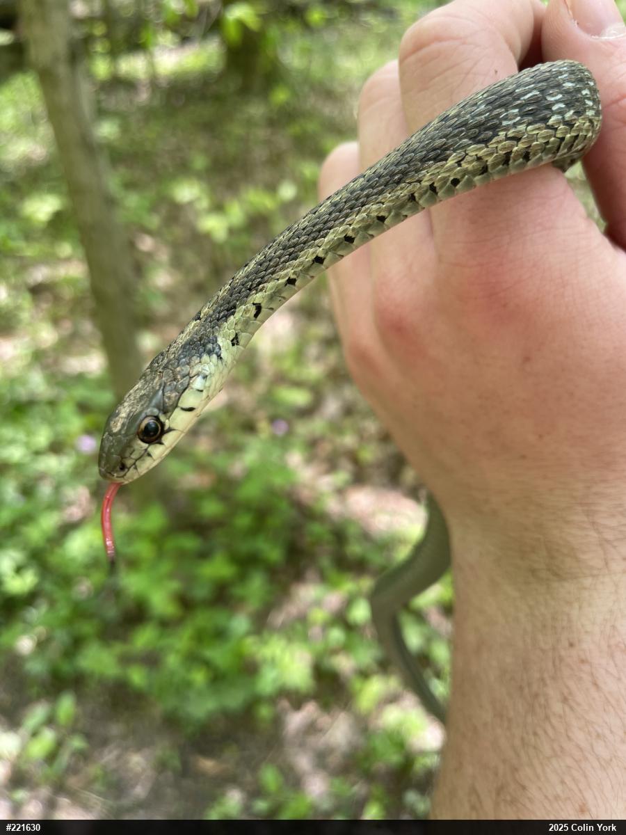 Eastern Gartersnake