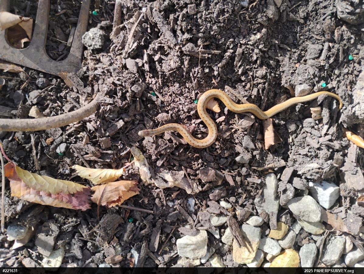 Dekay's Brownsnake