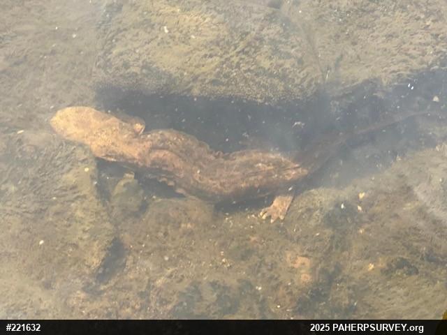 Eastern Hellbender