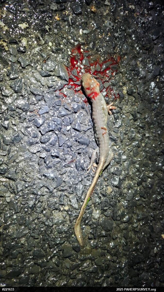 Jefferson Salamander