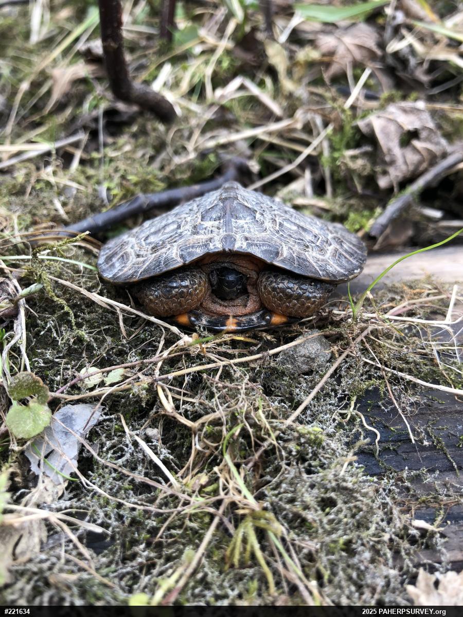 Wood Turtle