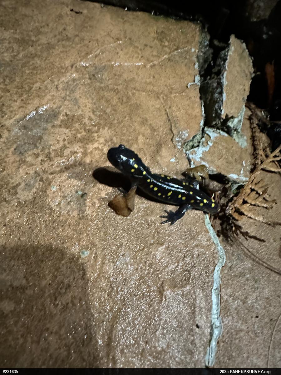 Spotted Salamander