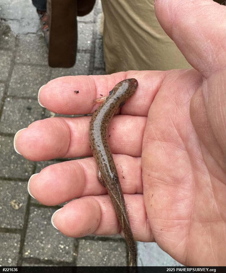 Northern Red Salamander
