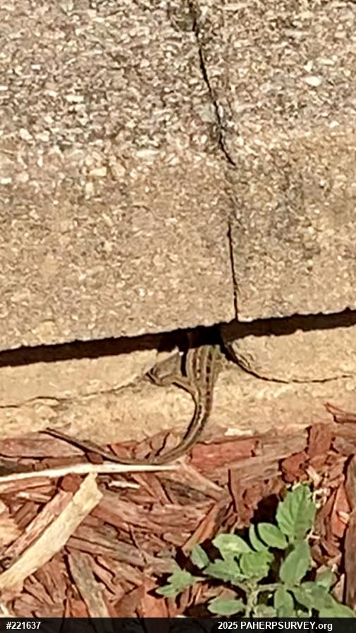 Italian Wall Lizard