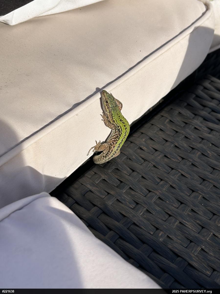 Italian Wall Lizard