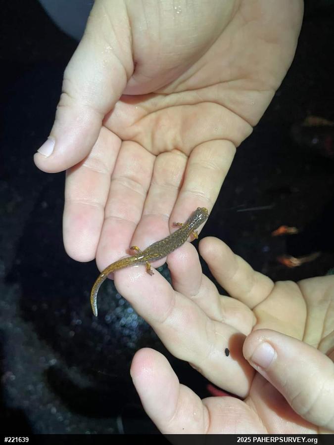 Four-toed Salamander