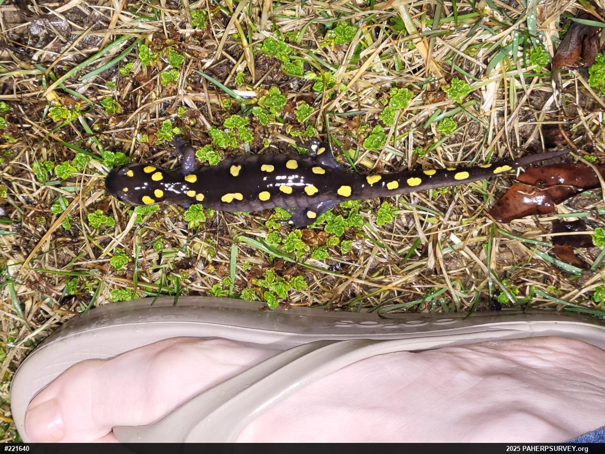 Spotted Salamander