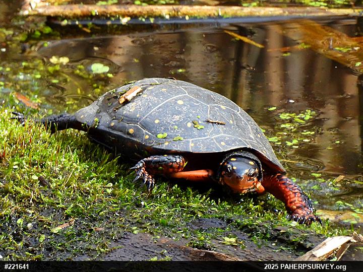 Spotted Turtle