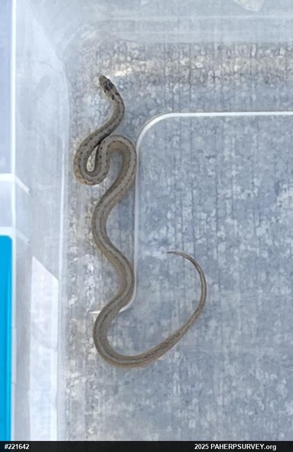 Dekay's Brownsnake