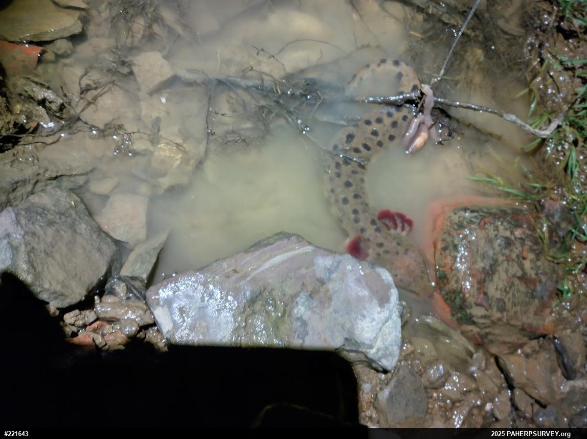 Common Mudpuppy