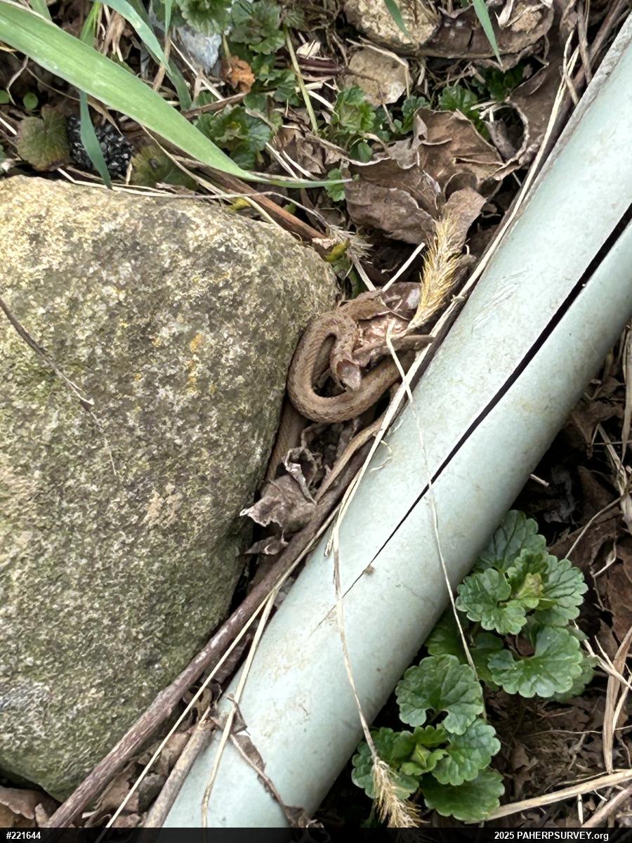 Dekay's Brownsnake