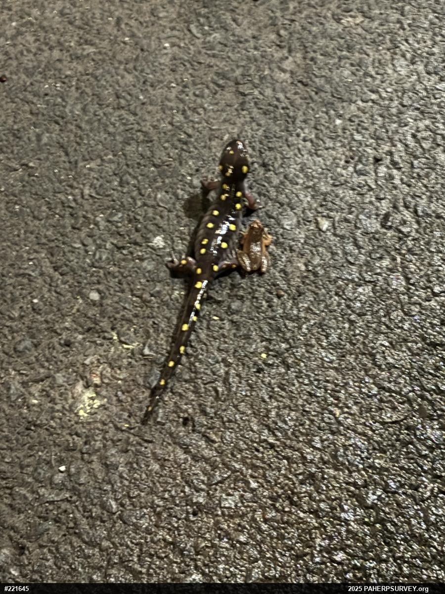 Spotted Salamander