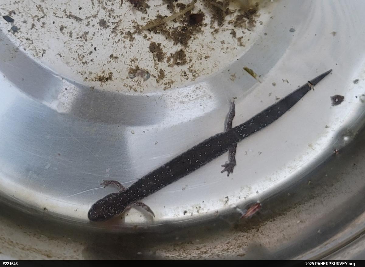 Eastern Red-backed  Salamander