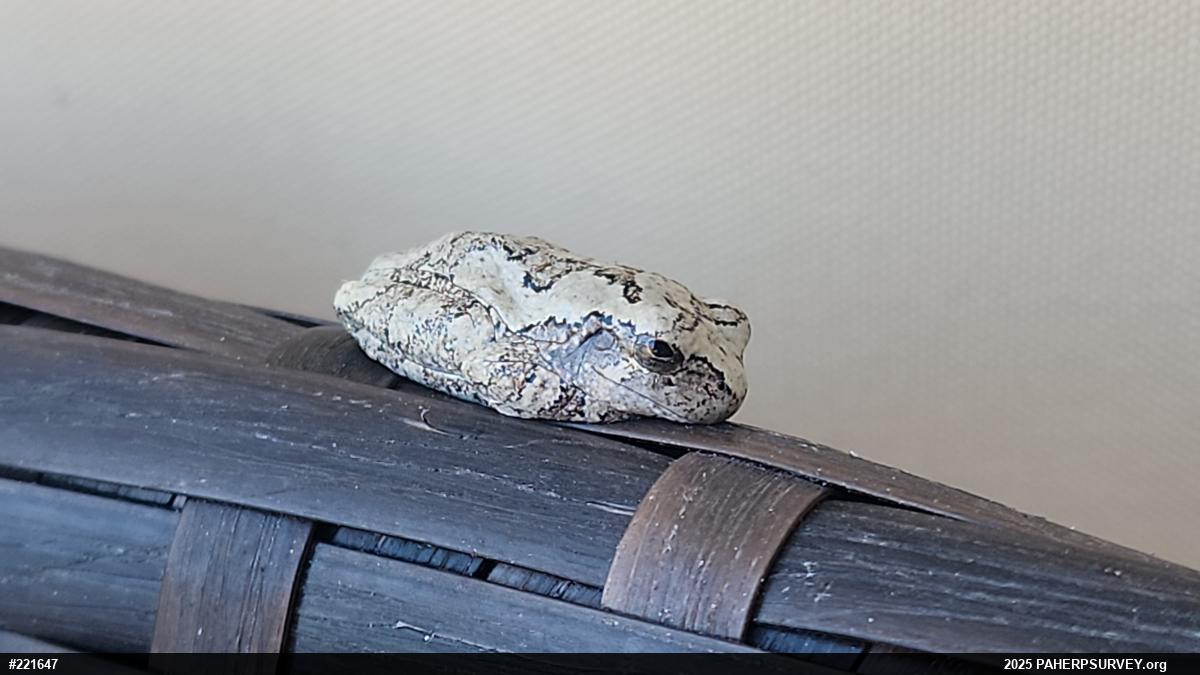 Unknown Gray Treefrog